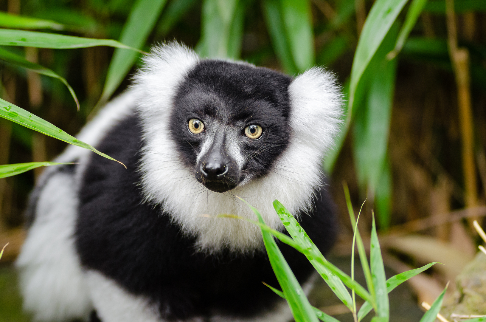 lemur
